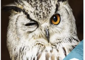 curso capaticacion capsula endoscopica - owl eyes academy - 011
